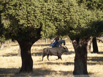 FOTO TORO Y CABALLO
