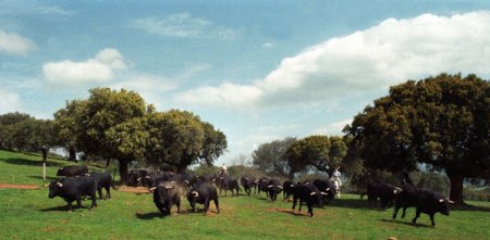 Manejo_moviendo_los_toros.jpg